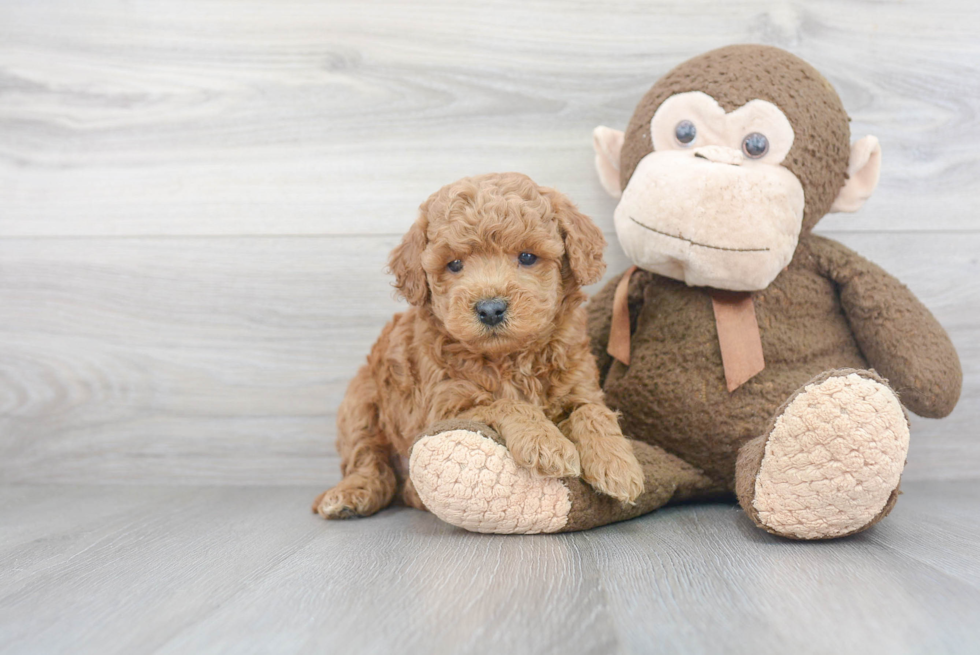 Mini Goldendoodle Pup Being Cute