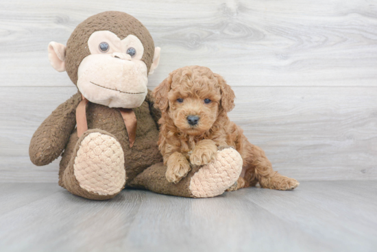 Mini Goldendoodle Puppy for Adoption