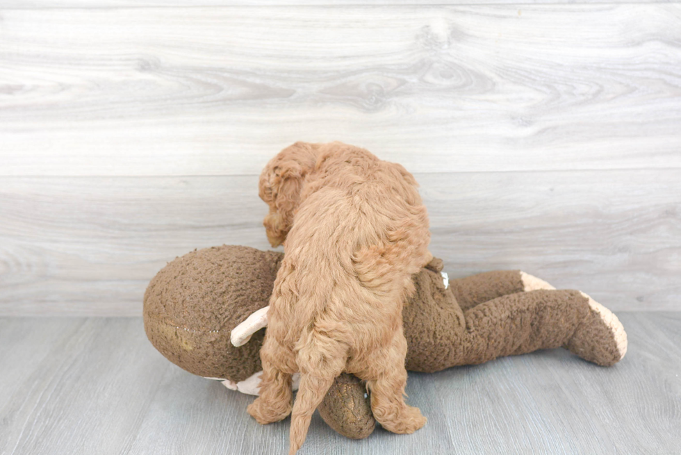 Mini Goldendoodle Pup Being Cute