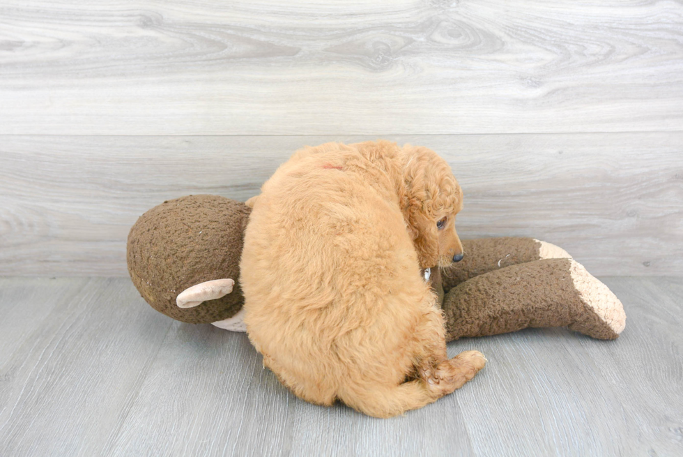 Hypoallergenic Golden Retriever Poodle Mix Puppy