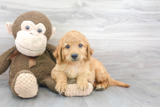 Funny Mini Goldendoodle Poodle Mix Pup