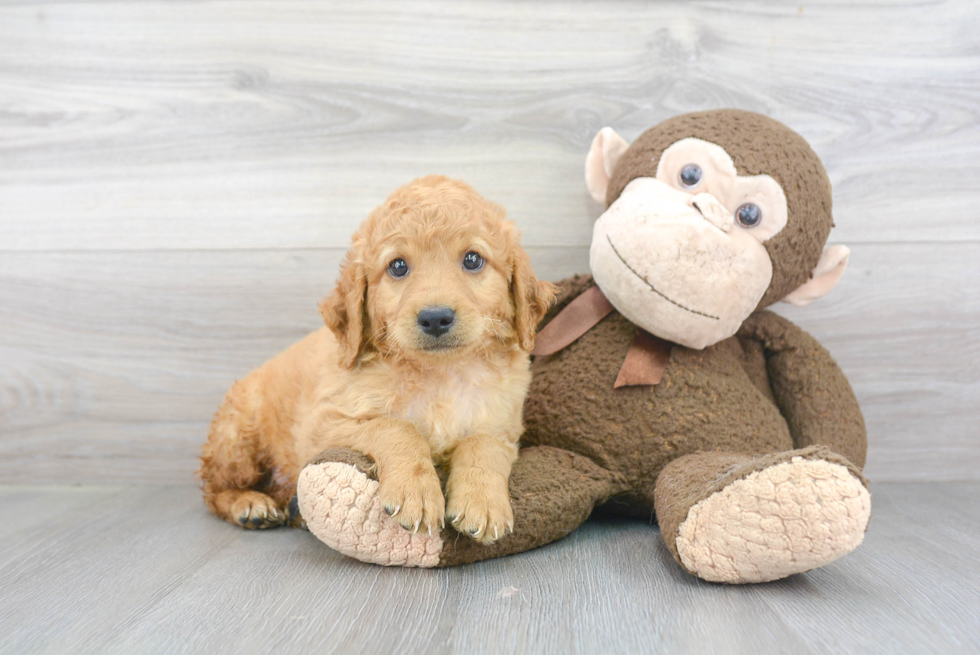 Fluffy Mini Goldendoodle Poodle Mix Pup