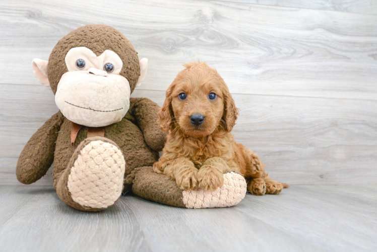 Little Golden Retriever Poodle Mix Puppy