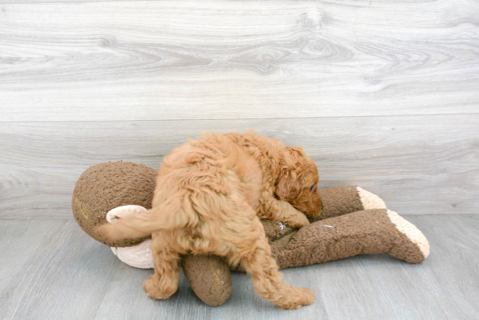 Popular Mini Goldendoodle Poodle Mix Pup