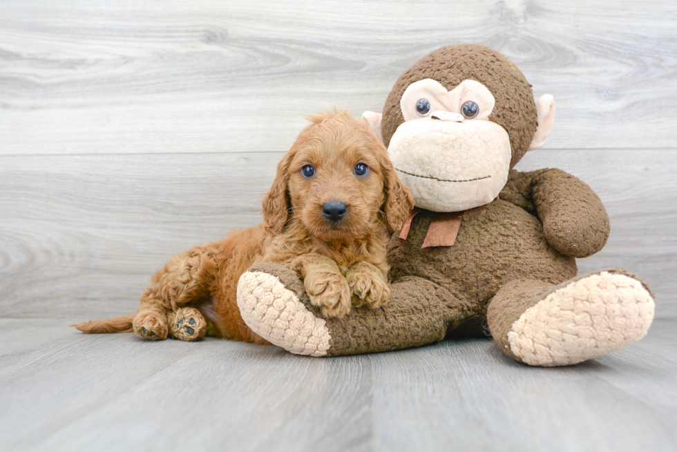 Cute Mini Goldendoodle Baby