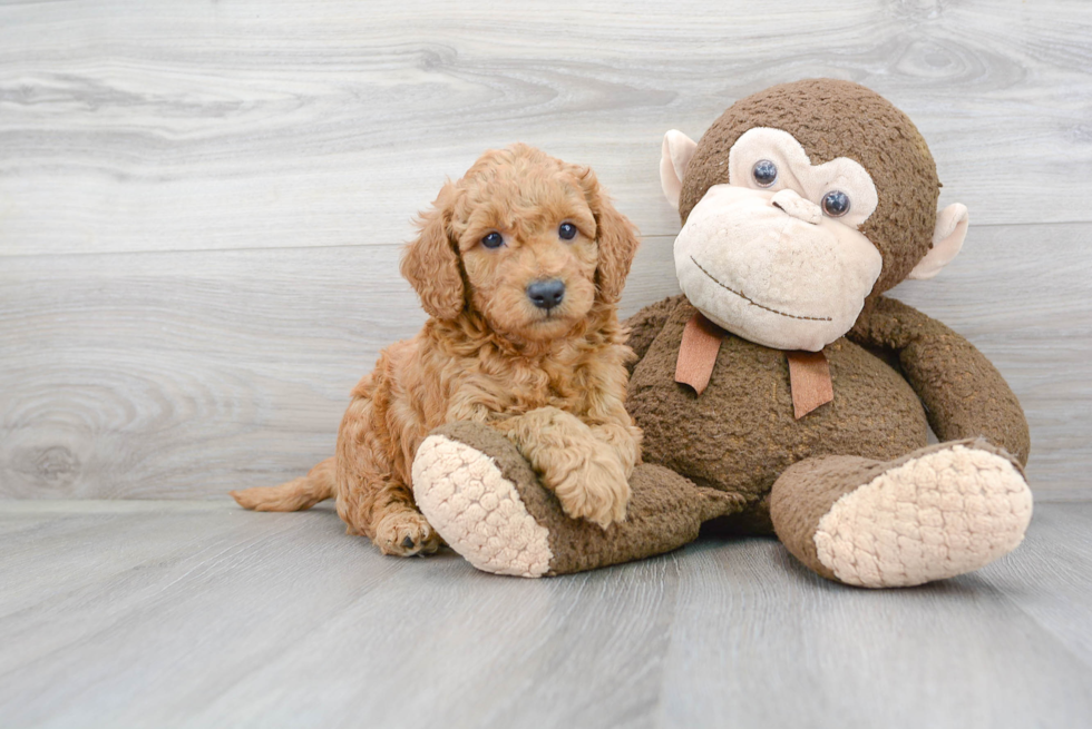 Cute Mini Goldendoodle Baby