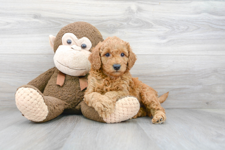 Happy Mini Goldendoodle Baby