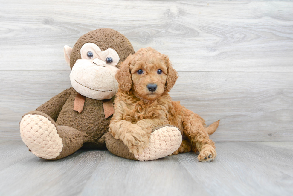 Happy Mini Goldendoodle Baby