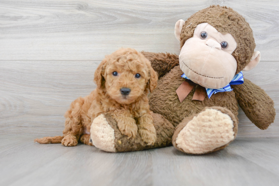 Mini Goldendoodle Puppy for Adoption