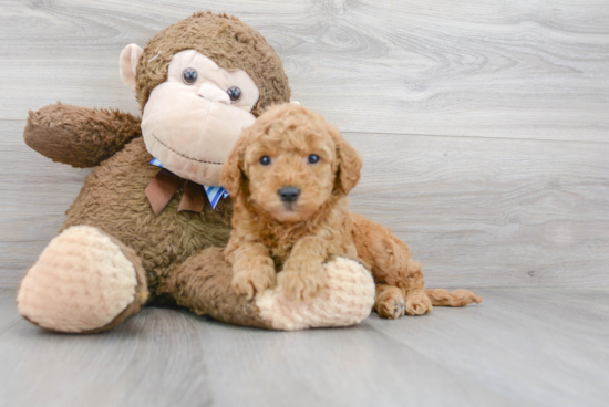 Petite Mini Goldendoodle Poodle Mix Pup