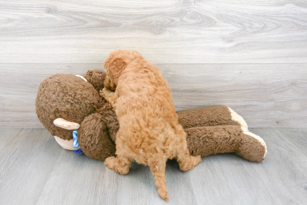 Funny Mini Goldendoodle Poodle Mix Pup