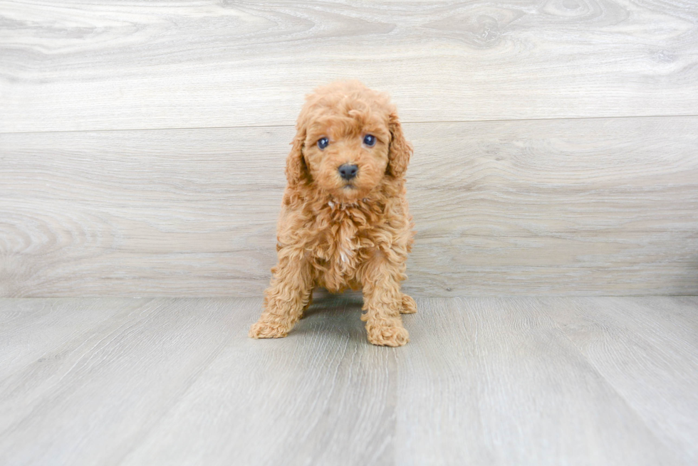 Best Mini Goldendoodle Baby