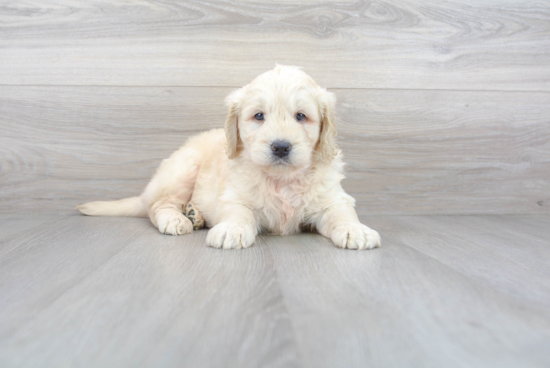 Best Mini Goldendoodle Baby