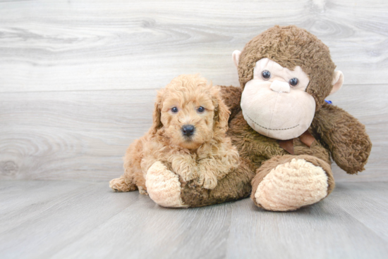 Fluffy Mini Goldendoodle Poodle Mix Pup