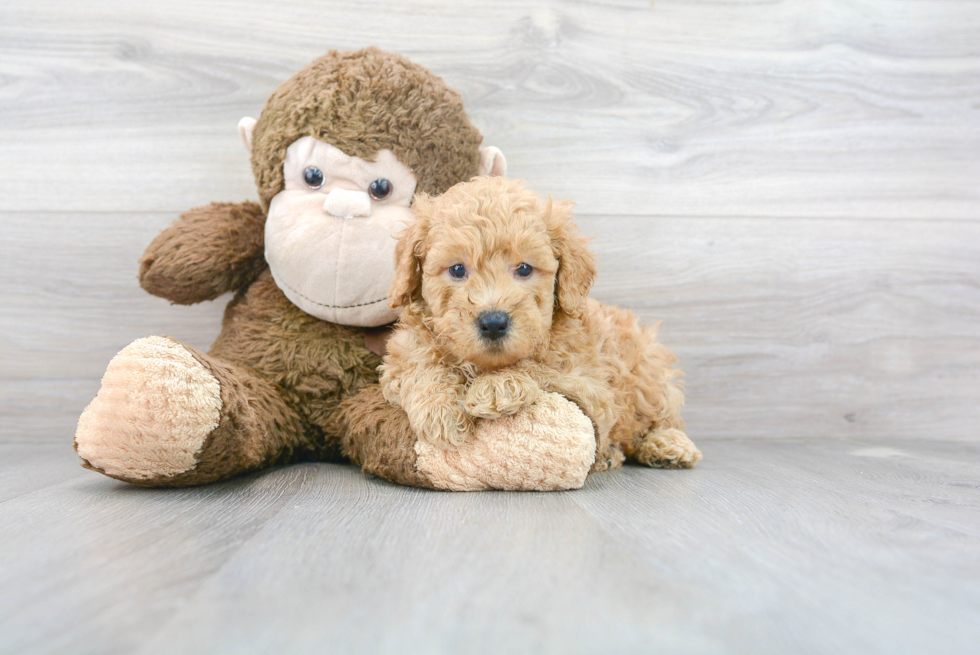 Energetic Golden Retriever Poodle Mix Puppy