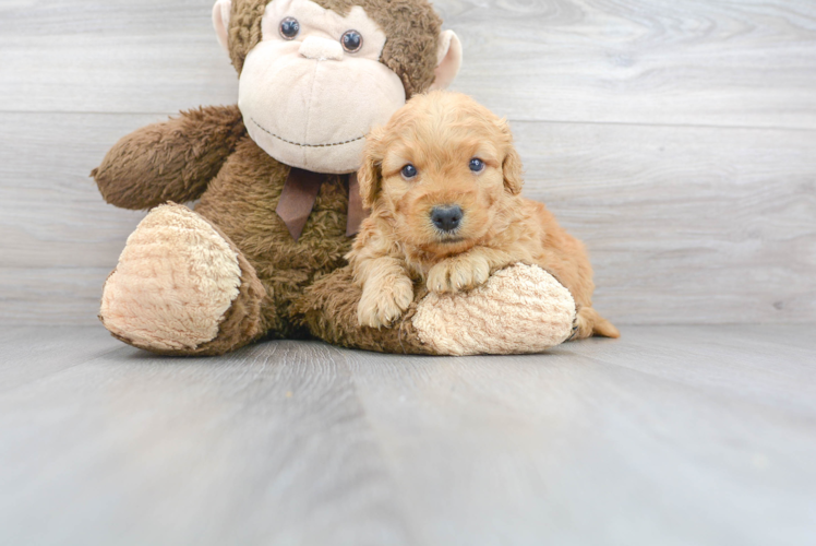 Mini Goldendoodle Puppy for Adoption