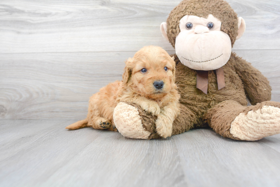 Mini Goldendoodle Pup Being Cute