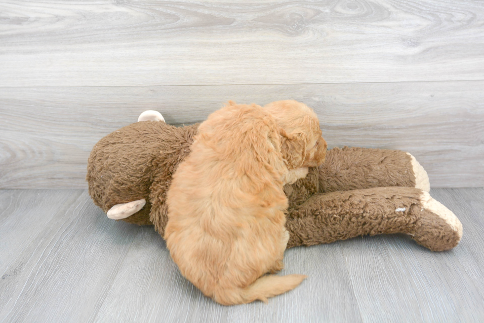 Petite Mini Goldendoodle Poodle Mix Pup