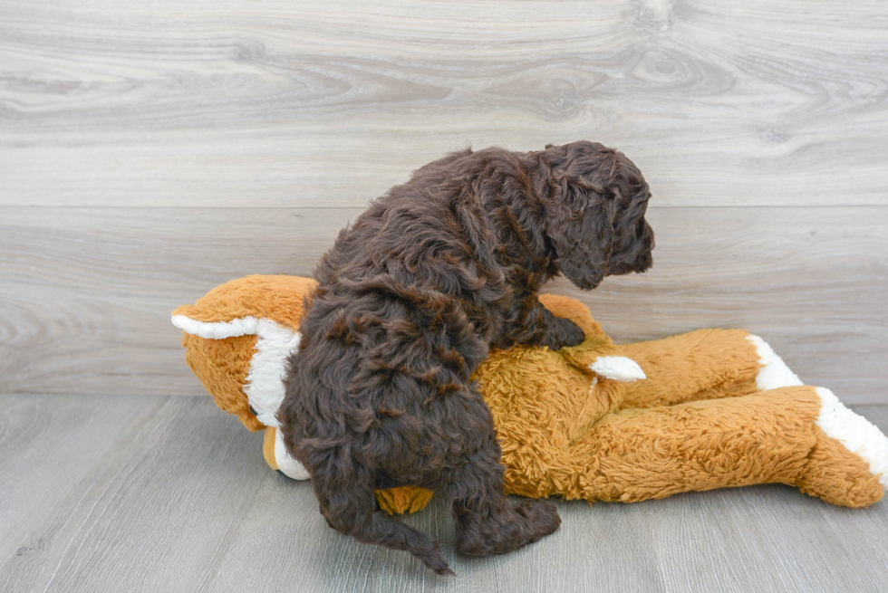 Cute Mini Goldendoodle Baby