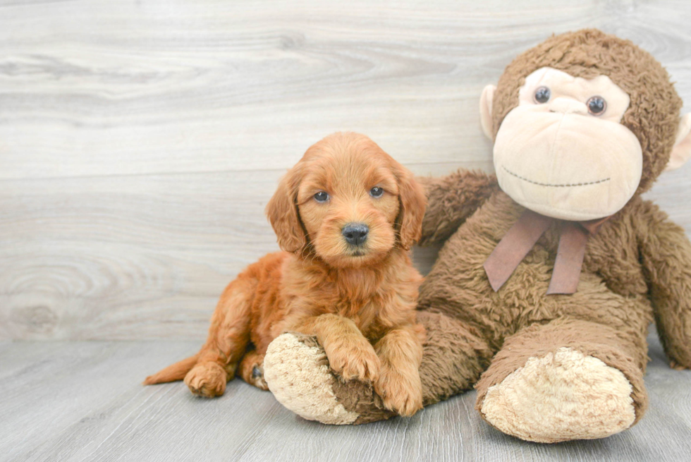 Friendly Mini Goldendoodle Baby