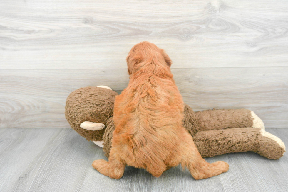 Hypoallergenic Golden Retriever Poodle Mix Puppy