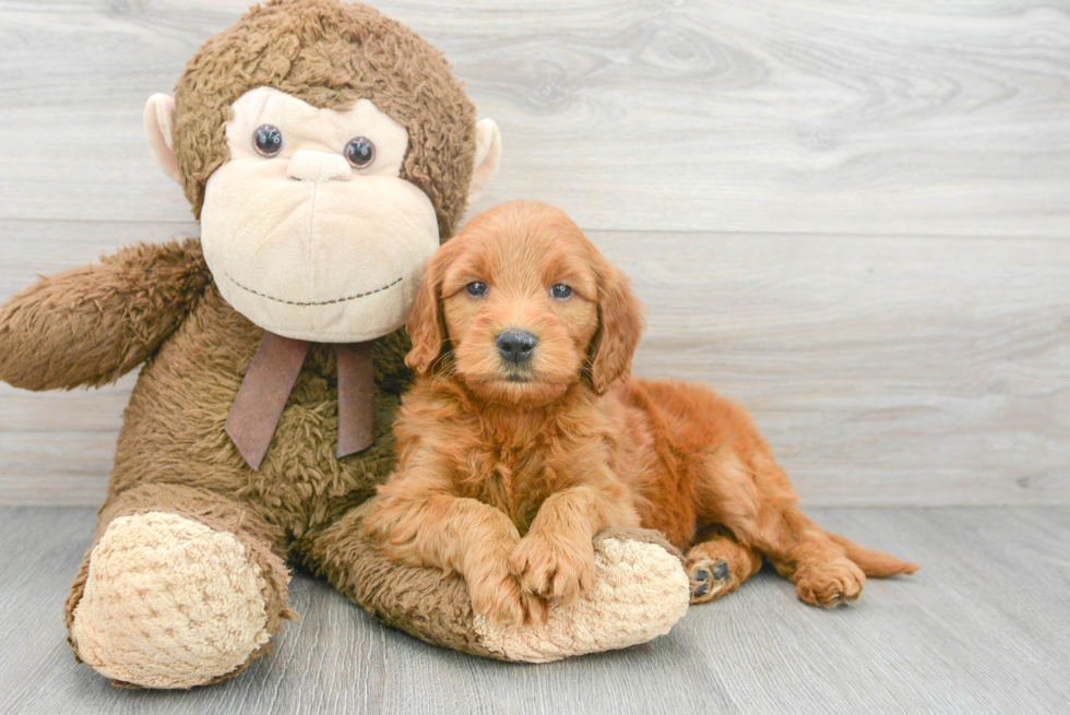 Sweet Mini Goldendoodle Baby