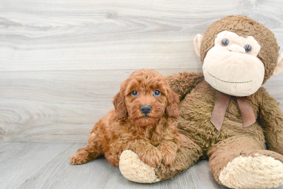 Best Mini Goldendoodle Baby