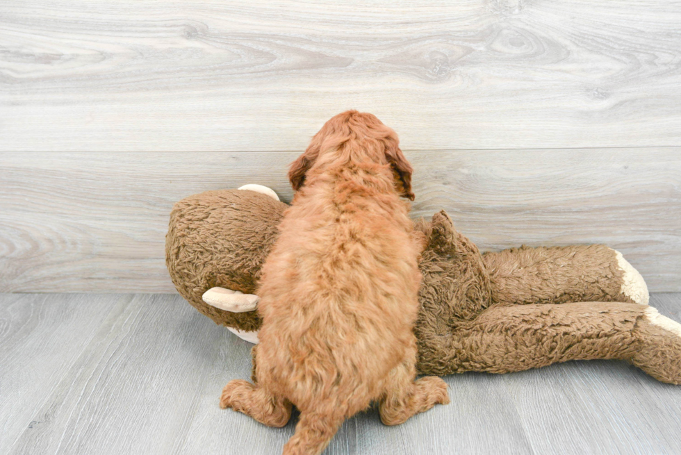 Best Mini Goldendoodle Baby