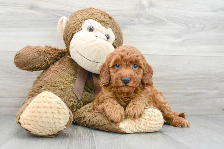 Popular Mini Goldendoodle Poodle Mix Pup