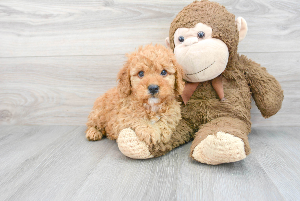 Mini Goldendoodle Puppy for Adoption