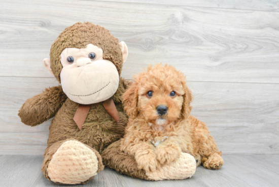 Playful Golden Retriever Poodle Mix Puppy