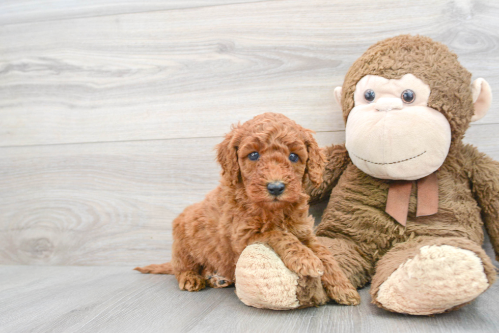 Adorable Golden Retriever Poodle Mix Puppy