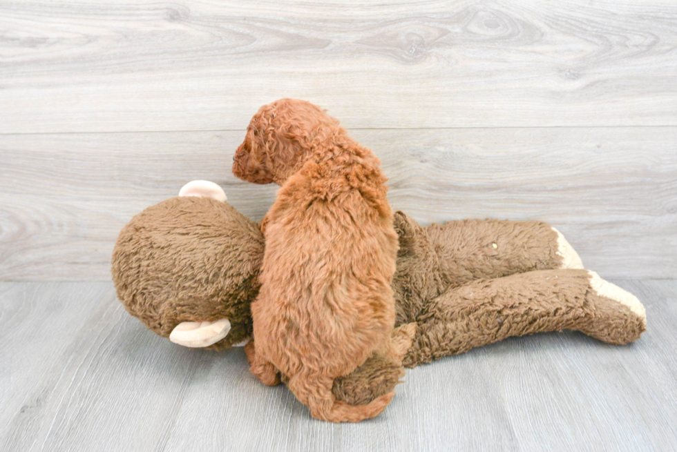 Petite Mini Goldendoodle Poodle Mix Pup