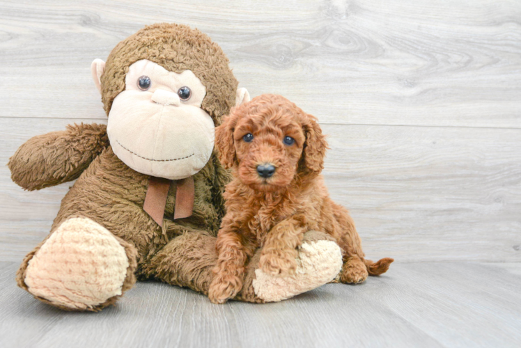 Popular Mini Goldendoodle Poodle Mix Pup