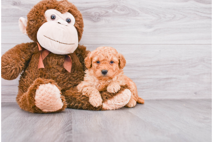 Cute Mini Goldendoodle Baby