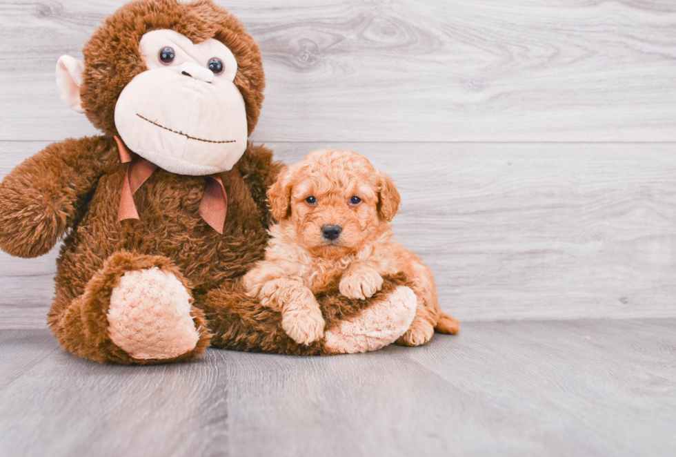 Cute Mini Goldendoodle Baby