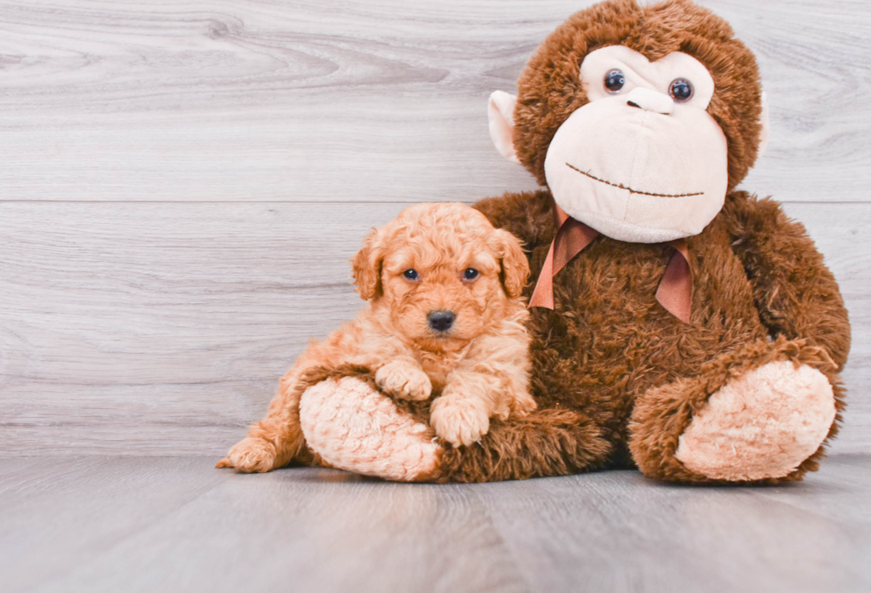 Hypoallergenic Golden Retriever Poodle Mix Puppy