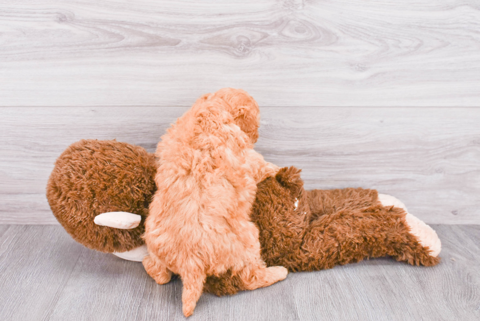 Happy Mini Goldendoodle Baby