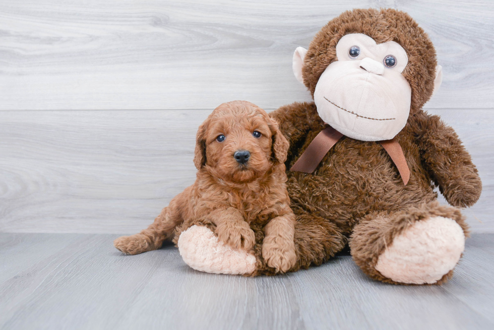 Best Mini Goldendoodle Baby