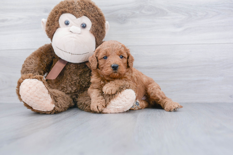 Hypoallergenic Golden Retriever Poodle Mix Puppy