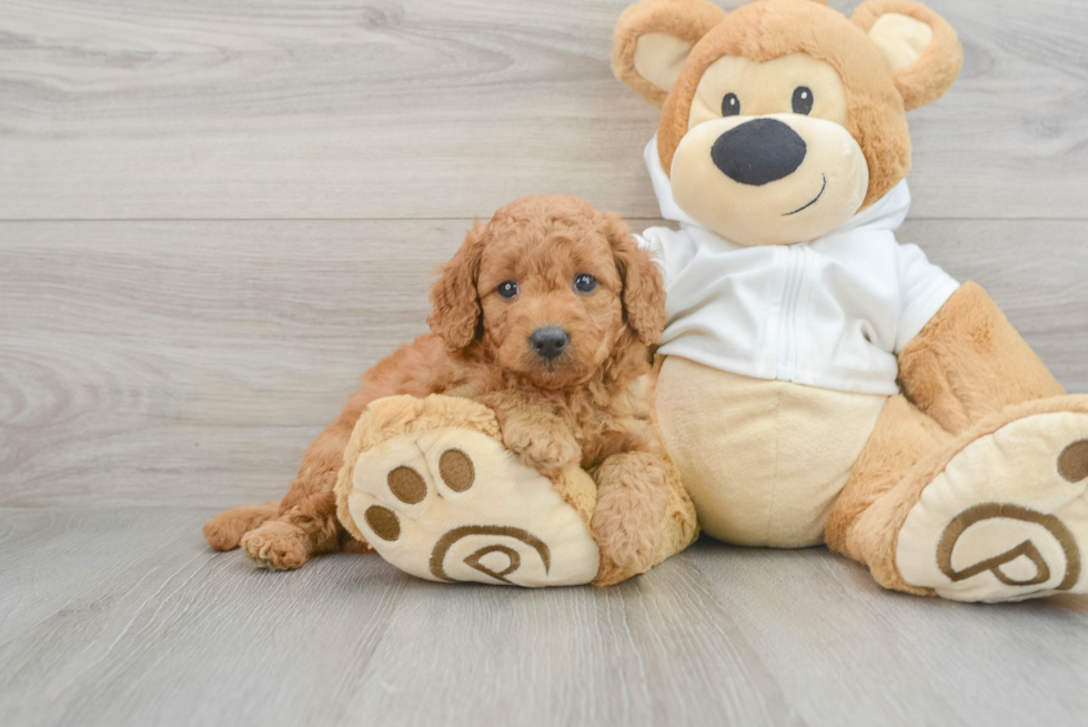 Mini Goldendoodle Pup Being Cute