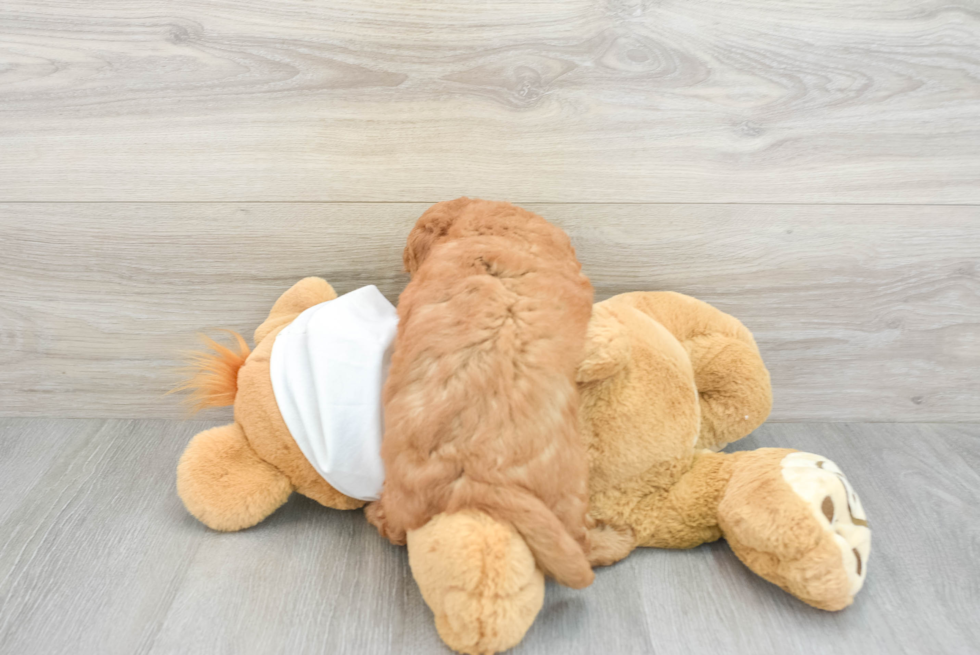 Funny Mini Goldendoodle Poodle Mix Pup