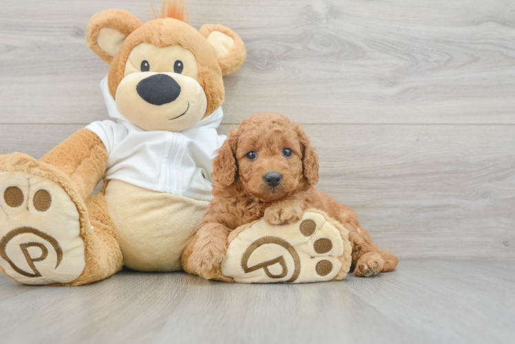 Small Mini Goldendoodle Baby