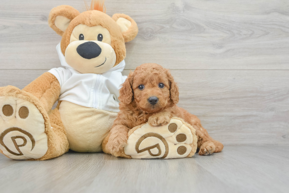 Small Mini Goldendoodle Baby