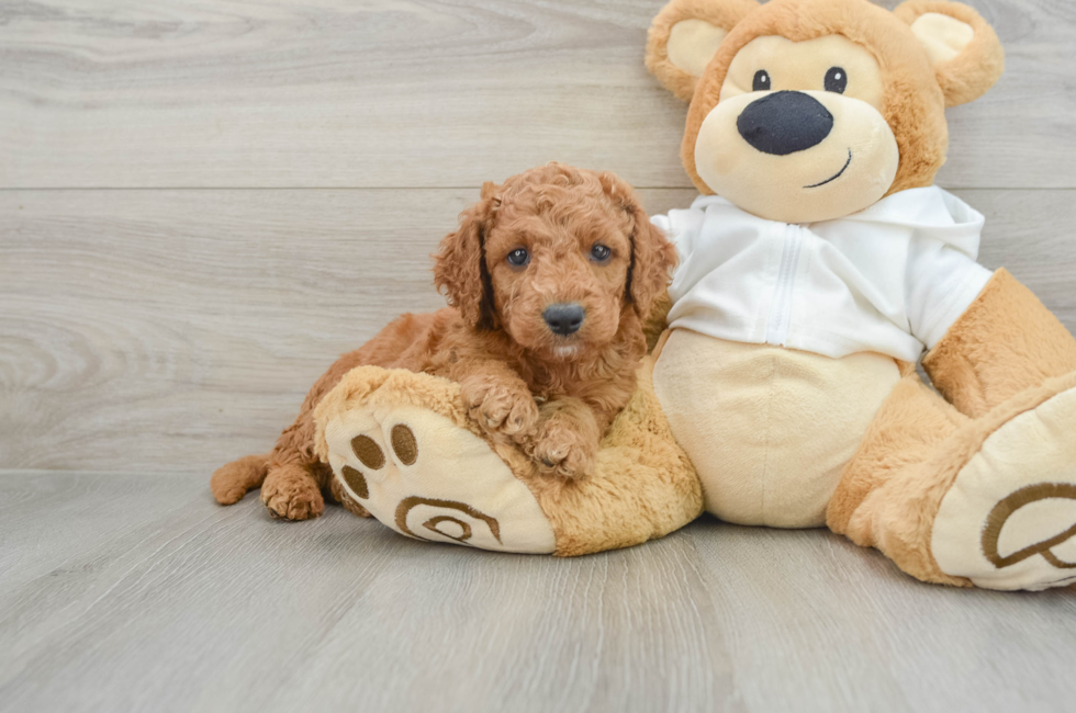 7 week old Mini Goldendoodle Puppy For Sale - Premier Pups