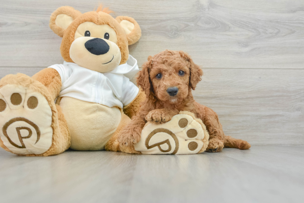 Funny Mini Goldendoodle Poodle Mix Pup