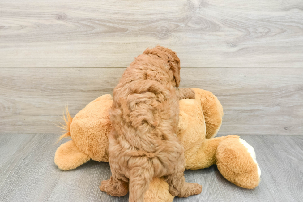 Little Mini Goldenpoo Poodle Mix Puppy