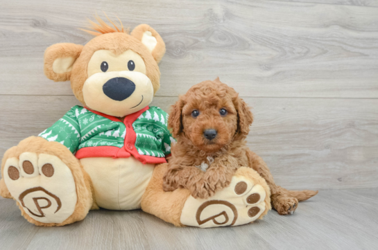 Mini Goldendoodle Pup Being Cute