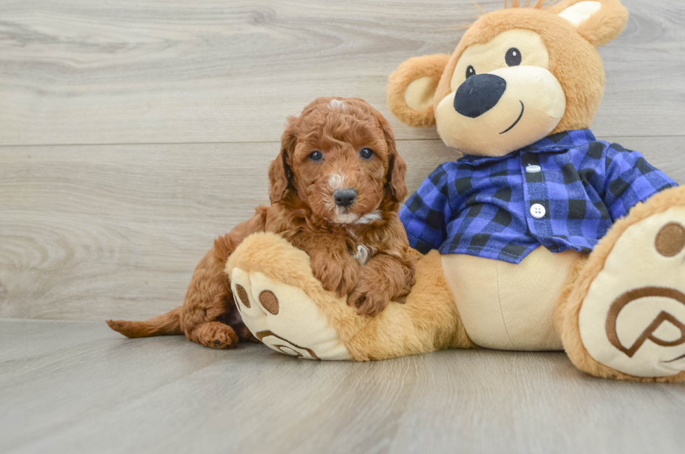 6 week old Mini Goldendoodle Puppy For Sale - Premier Pups