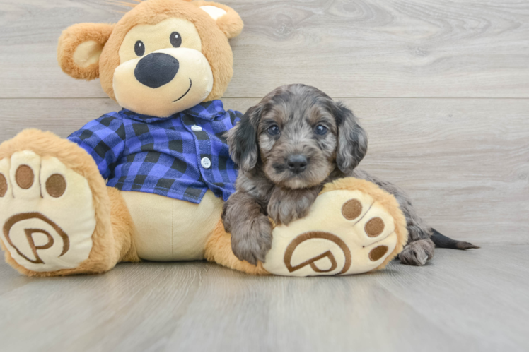 Energetic Golden Doodle Poodle Mix Puppy